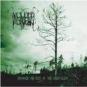 A Cloud Forest - Through The Eyes Of The Ambivalent